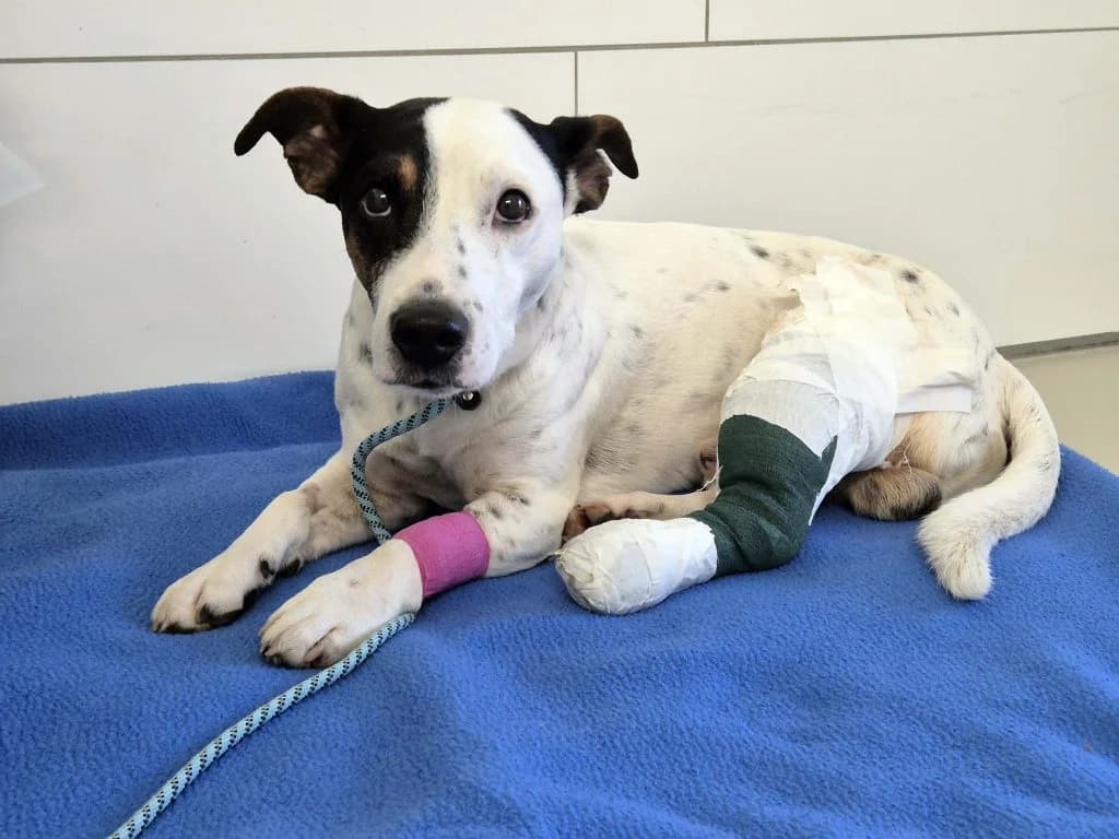 Emil … muss Geduld beweisen, male mixed breed for adoption at Tierheim Moers, Moers — photo 2 of 7