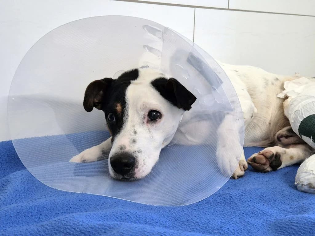 Emil … muss Geduld beweisen, male mixed breed for adoption at Tierheim Moers, Moers — photo 3 of 7