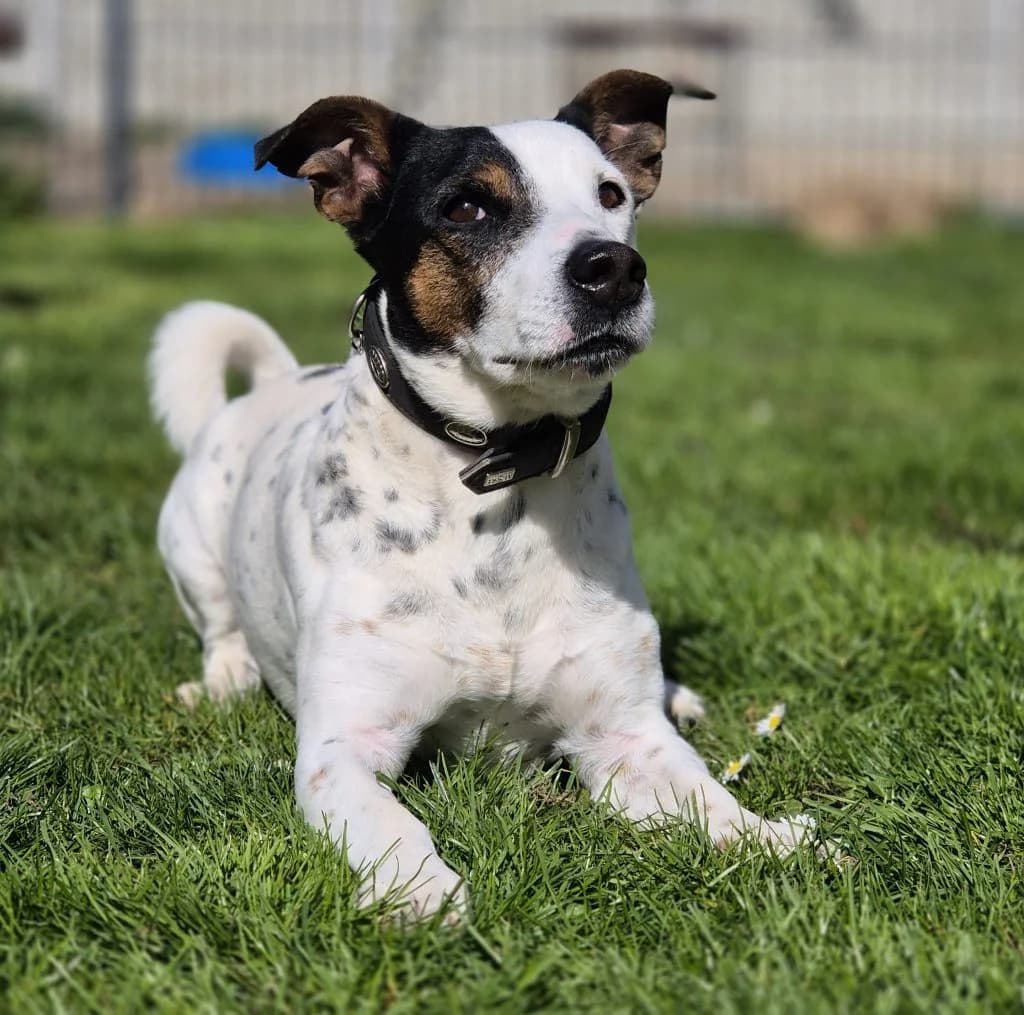 Emil … muss Geduld beweisen, male mixed breed for adoption at Tierheim Moers, Moers — photo 4 of 7