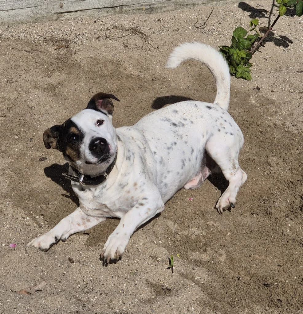 Emil … muss Geduld beweisen, male mixed breed for adoption at Tierheim Moers, Moers — photo 6 of 7