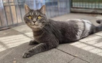 Camelot … eines Ritters würdig, male European Shorthair for adoption at Tierheim Moers, Moers