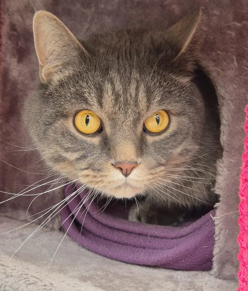 Camelot … eines Ritters würdig, male European Shorthair for adoption at Tierheim Moers, Moers — photo 2 of 6