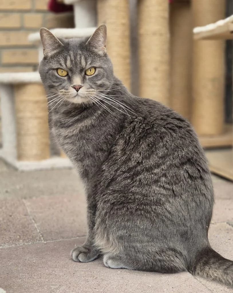 Camelot … eines Ritters würdig, male European Shorthair for adoption at Tierheim Moers, Moers — photo 3 of 6