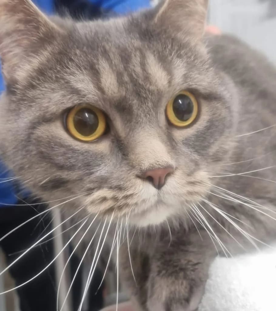 Camelot … eines Ritters würdig, male European Shorthair for adoption at Tierheim Moers, Moers — photo 5 of 6