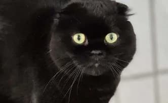 Mogli … sucht ein großes Herz, male Scottish Fold for adoption at Tierheim Moers, Moers