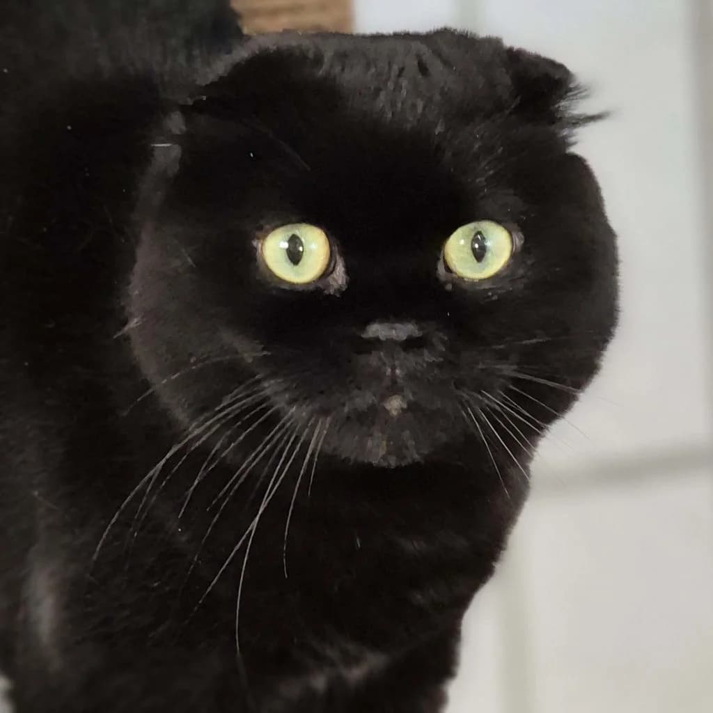 Mogli … sucht ein großes Herz, male Scottish Fold for adoption at Tierheim Moers, Moers — photo 2 of 5