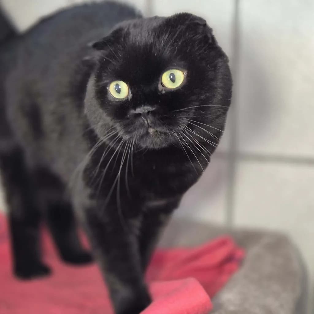 Mogli … sucht ein großes Herz, male Scottish Fold for adoption at Tierheim Moers, Moers — photo 3 of 5