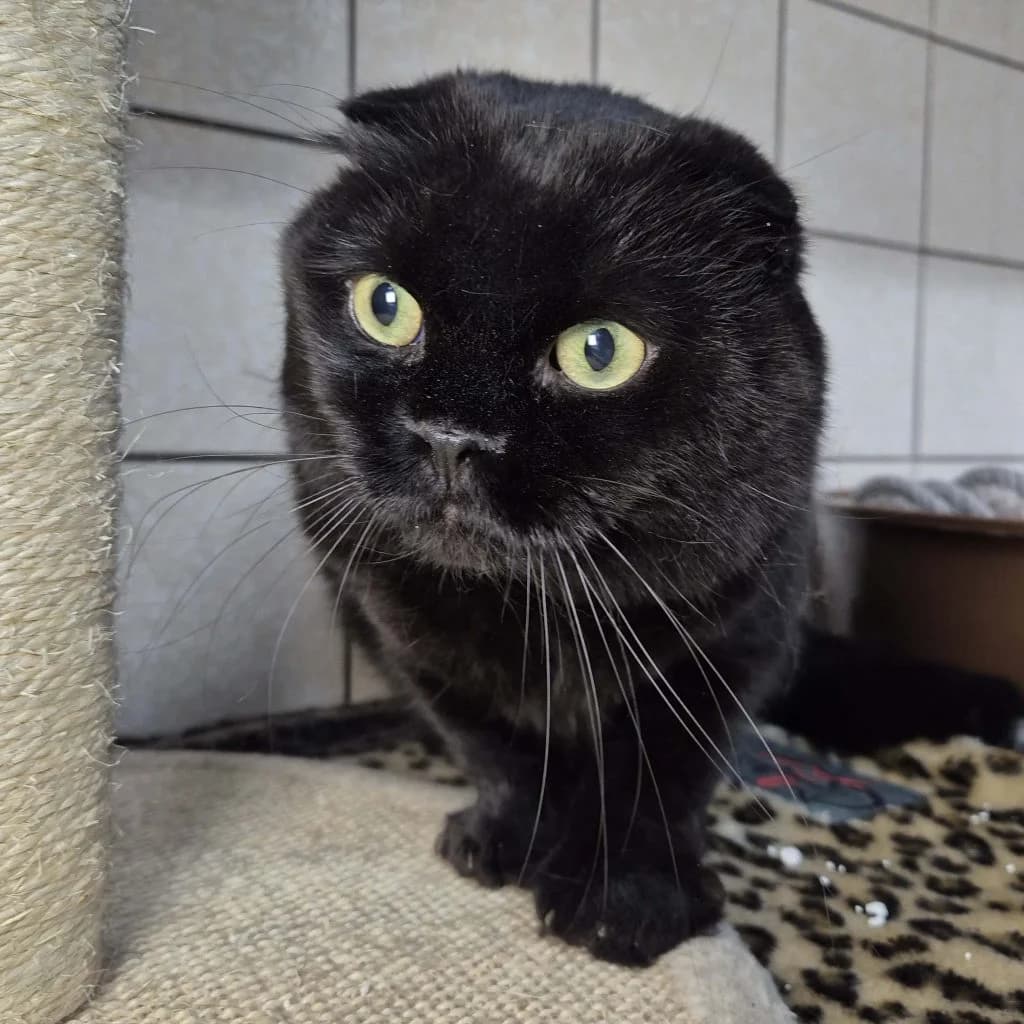 Mogli … sucht ein großes Herz, male Scottish Fold for adoption at Tierheim Moers, Moers — photo 4 of 5