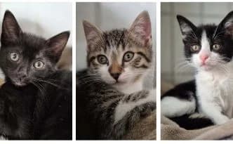 Kiefer, Birke & Ahorn … unsere Waldkitten sind auszugsbereit, schwarz male puppy European Shorthair for adoption at Tierheim Moers, Moers