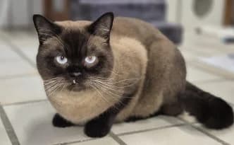 Cosmo … unser kleiner Piranha, male puppy British Shorthair for adoption at Tierheim Moers, Moers