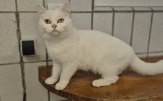 Piper … ein Wackelmädchen, female puppy British Shorthair for adoption at Tierheim Moers, Moers