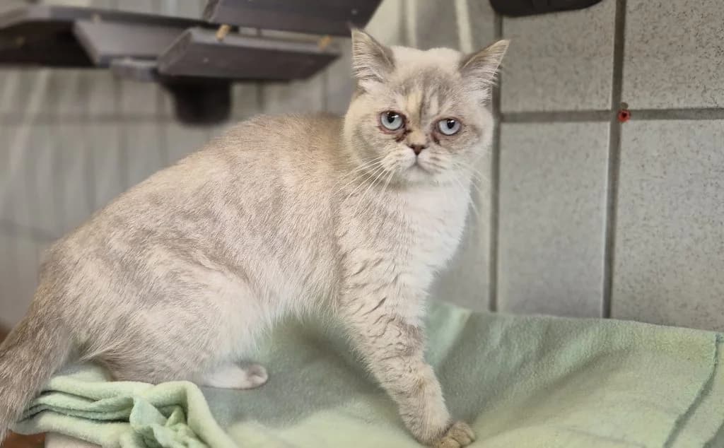 Trine … eine kleine Schmuseprinzessin, grau female puppy British Shorthair for adoption at Tierheim Moers, Moers