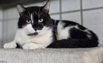 Adam … ein gechillter Platzhirsch, schwarz male puppy European Shorthair for adoption at Tierheim Moers, Moers