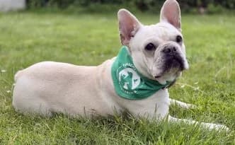 Hannelore … möchte mehr als sie kann, female puppy French Bulldog for adoption at Tierheim Moers, Moers