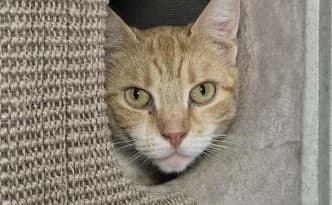 Wilma … wurde einfach entsorgt, rot female puppy European Shorthair for adoption at Tierheim Moers, Moers