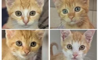 Kovu, Nuka, Mufasa & Kion … unsere “Löwenkönige”, rot male European Shorthair for adoption at Tierheim Moers, Moers