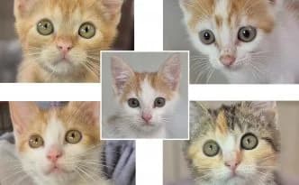 Hakuna, Vitani, Zira, Shenzi & Rafiki … unser “Löwenköniginnen”, tricolor female European Shorthair for adoption at Tierheim Moers, Moers