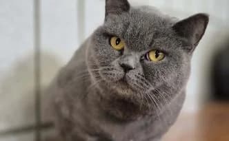 Evelyn … sieht ein bisschen grumpy aus, blau female British Shorthair for adoption at Tierheim Moers, Moers