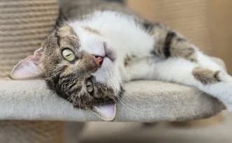 Orson … ein Gentleman, getigert male puppy European Shorthair for adoption at Tierheim Moers, Moers
