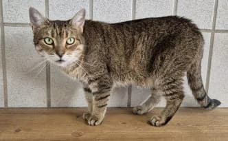 Ruby … noch sehr vorsichtig, getigert female puppy European Shorthair for adoption at Tierheim Moers, Moers