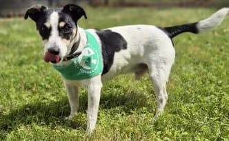 Dezi … ein Jack Russell Clown, schwarz male puppy Jack Russell Terrier for adoption at Tierheim Moers, Moers