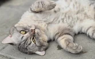 Otto … Herzensbrecher mit Freiheitswunsch, male puppy British Shorthair for adoption at Tierheim Moers, Moers