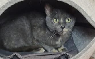 Ida … möchte ihre zweite Chance nutzen, grau female puppy European Shorthair for adoption at Tierheim Moers, Moers