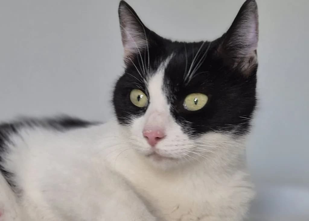 Dorie … Elternzeit beendet, schwarz female puppy European Shorthair for adoption at Tierheim Moers, Moers