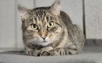 Karo … möchte überzeugt werden, getigert female puppy European Shorthair for adoption at Tierheim Moers, Moers
