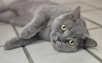 Albert … oder auch Herr Kater, grau male puppy British Shorthair for adoption at Tierheim Moers, Moers