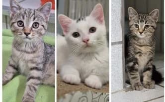 Prue, Paige & Darryl … Geschwister Terzett bereit zum Auszug, grau male puppy British Shorthair for adoption at Tierheim Moers, Moers
