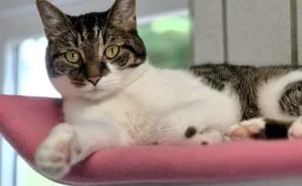 Loriot … “Sie haben da was”, getigert male puppy European Shorthair for adoption at Tierheim Moers, Moers