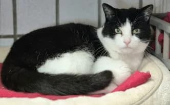 Malina … noch ohne Kuschelbedarf, schwarz female 5yo European Shorthair for adoption at Tierheim Moers, Moers