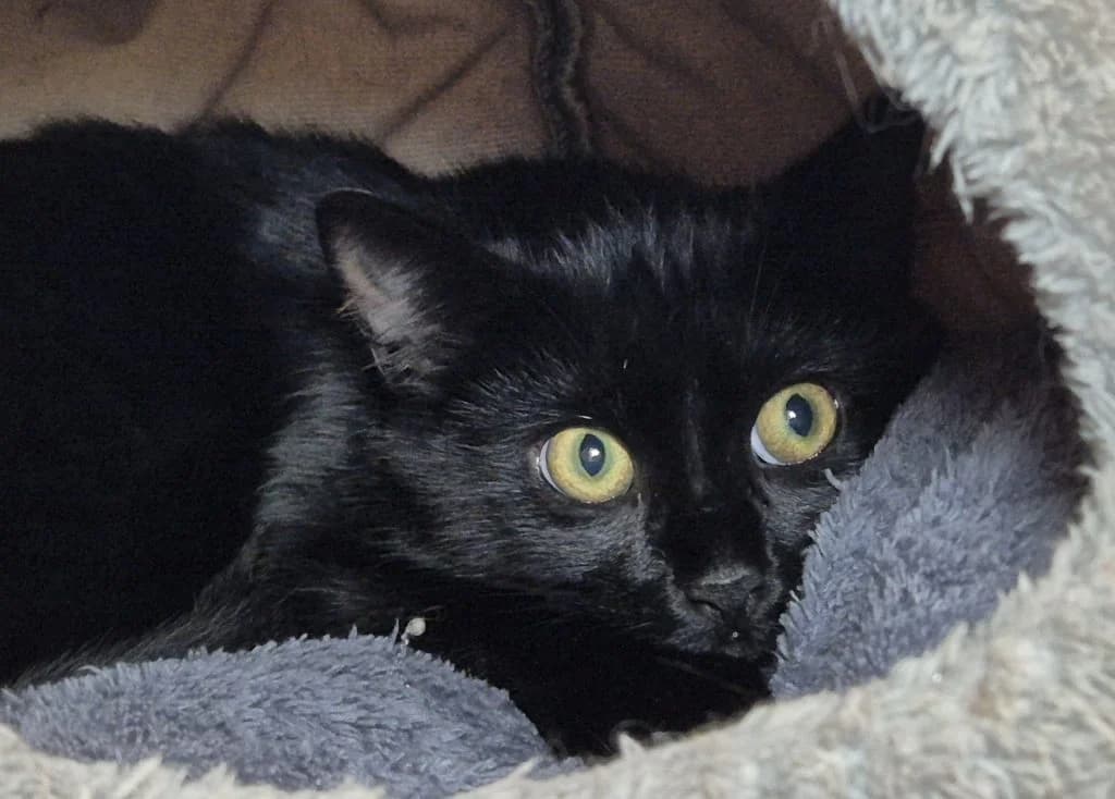 Fundkater aus Moers … Puck, schwarz male puppy European Shorthair for adoption at Tierheim Moers, Moers