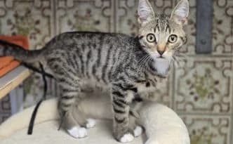 Pepe … ein kleiner Tiger mit Flausen im Kopf, getigert male puppy European Shorthair for adoption at Tierheim Moers, Moers