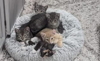 Mariza, Duna, Jucar, Kuma & Koro … bereit für ein Zuhause, tricolor male puppy European Shorthair for adoption at Tierheim Moers, Moers