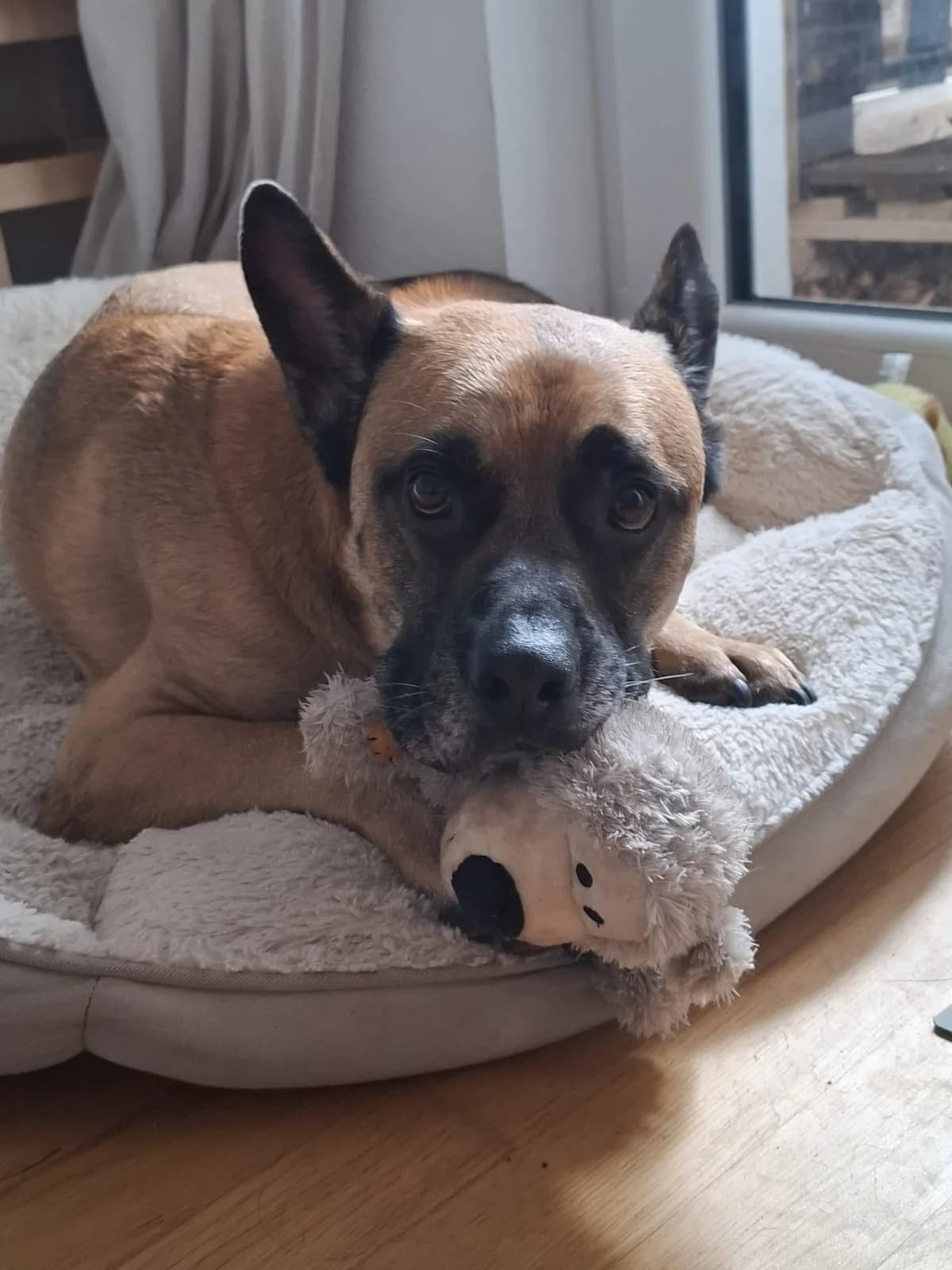 Rocky, male English Bulldog for adoption at Tierheim Montabaur, Montabaur
