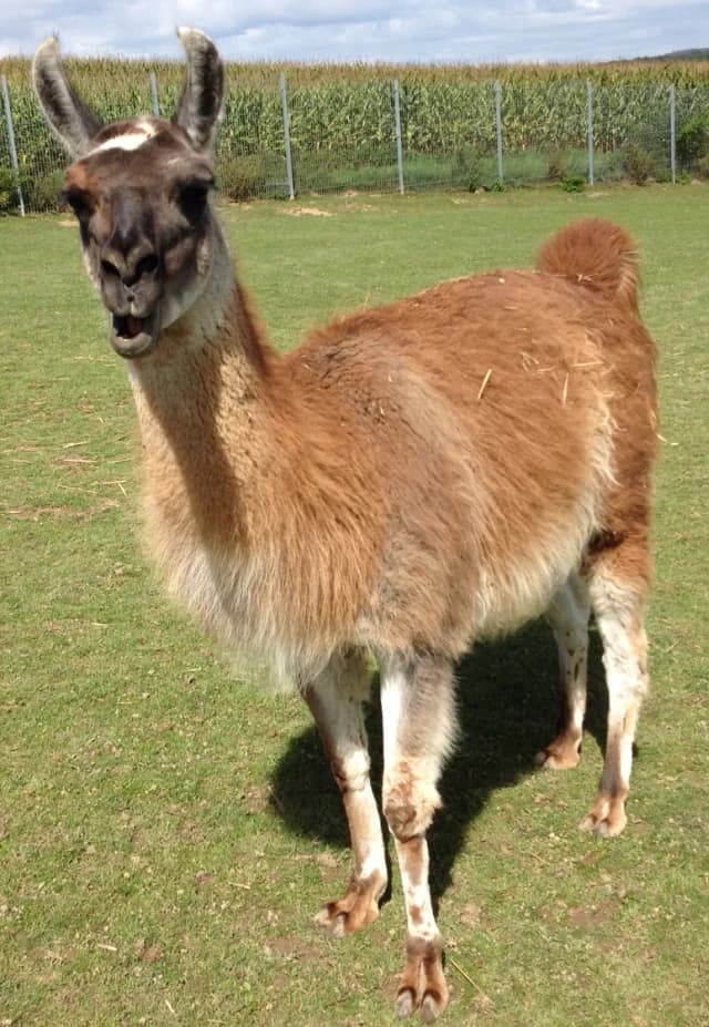 Chico, male Mixed Breed for adoption at Tierheim Montabaur, Montabaur