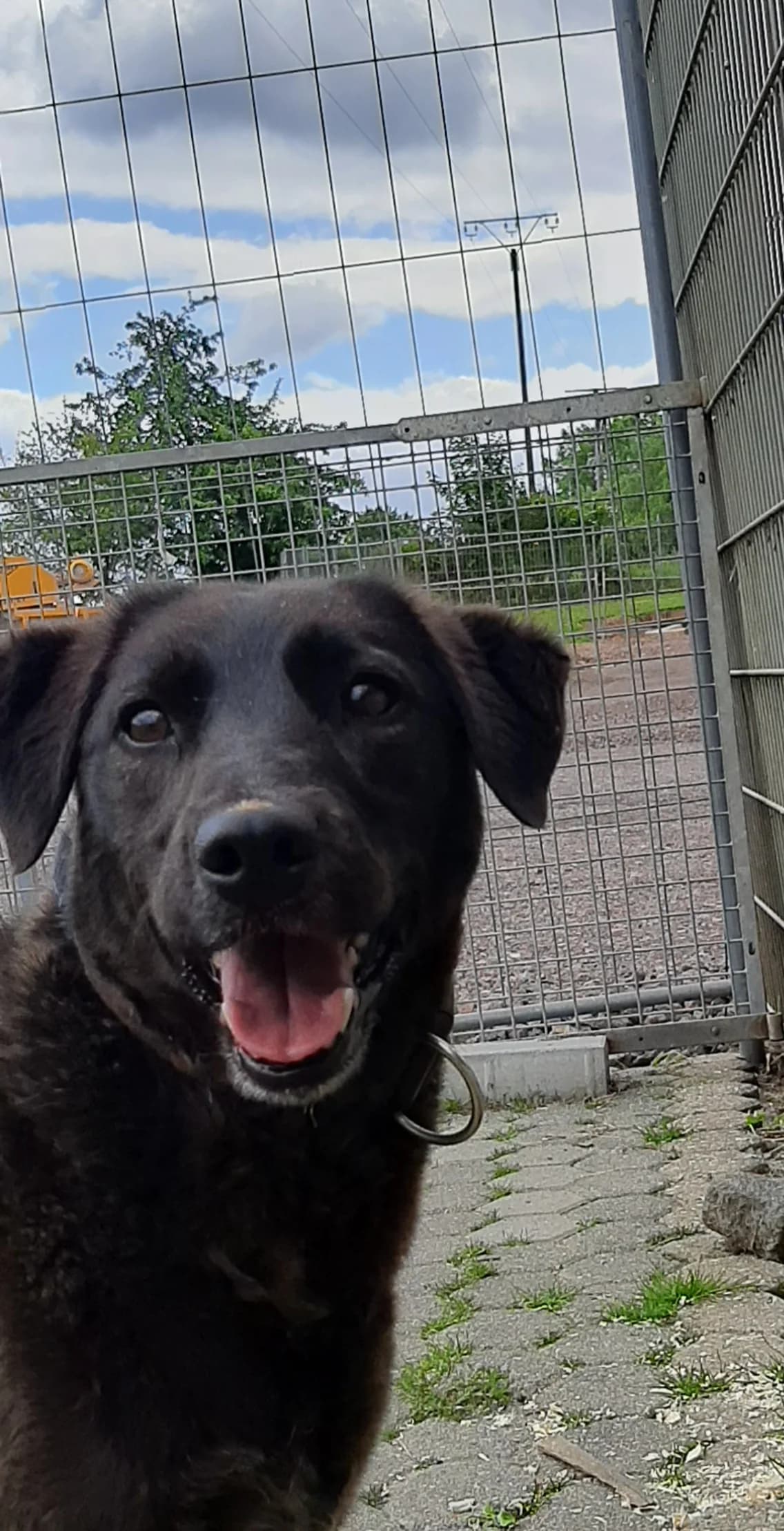 Cindy, female 7yo Mixed Breed for adoption at Tierheim Montabaur, Montabaur