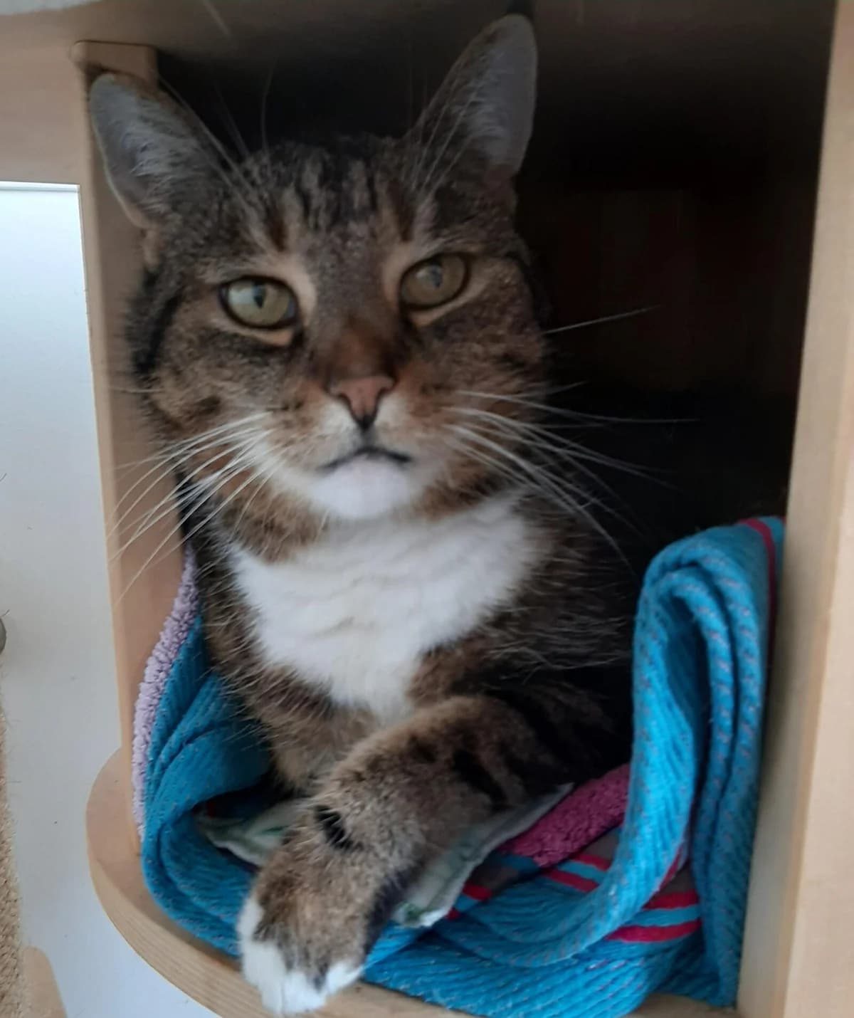 Lilly, female mixed breed for adoption at Tierheim Montabaur, Montabaur