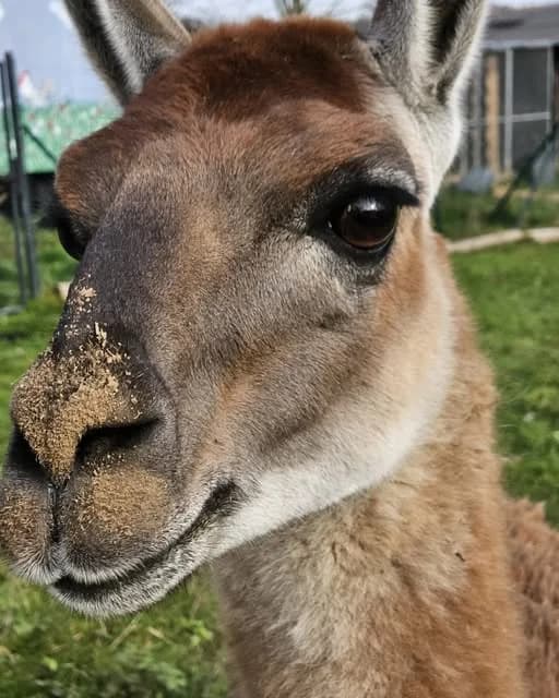 Merlin, male mixed breed for adoption at Tierheim Montabaur, Montabaur