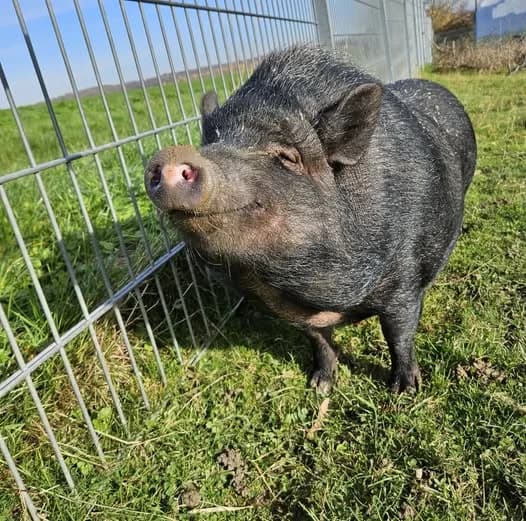 Leni, female mixed breed for adoption at Tierheim Montabaur, Montabaur