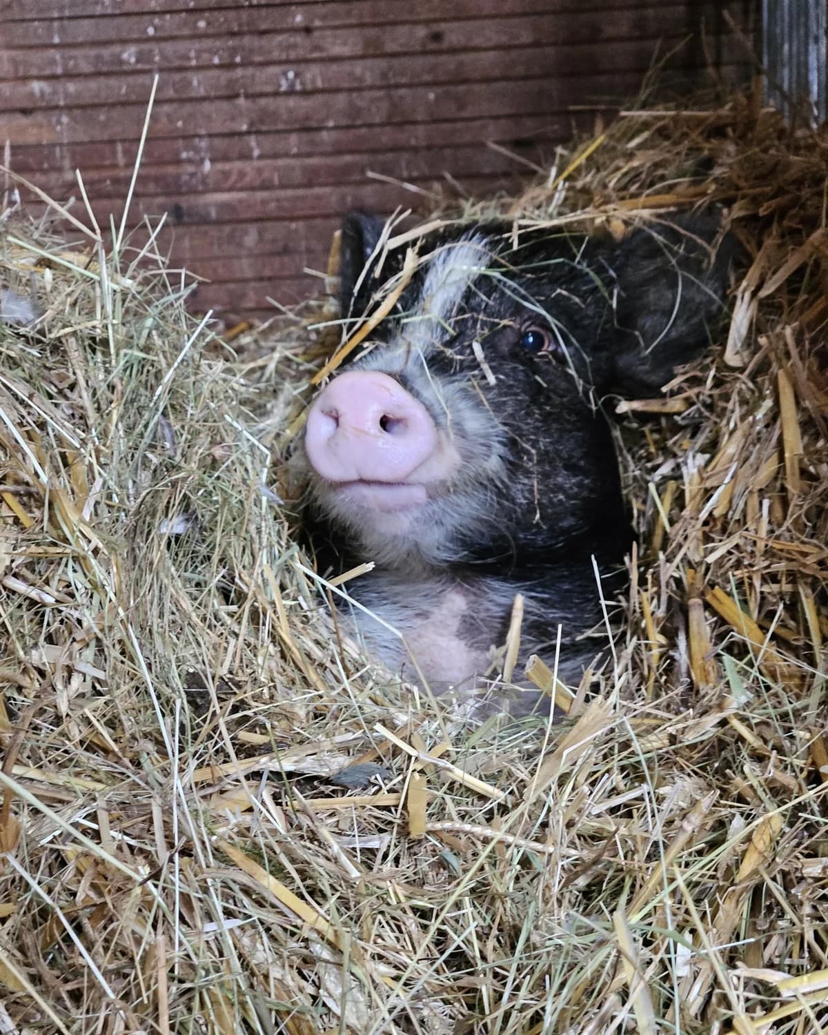 Ferkuli, female mixed breed for adoption at Tierheim Montabaur, Montabaur