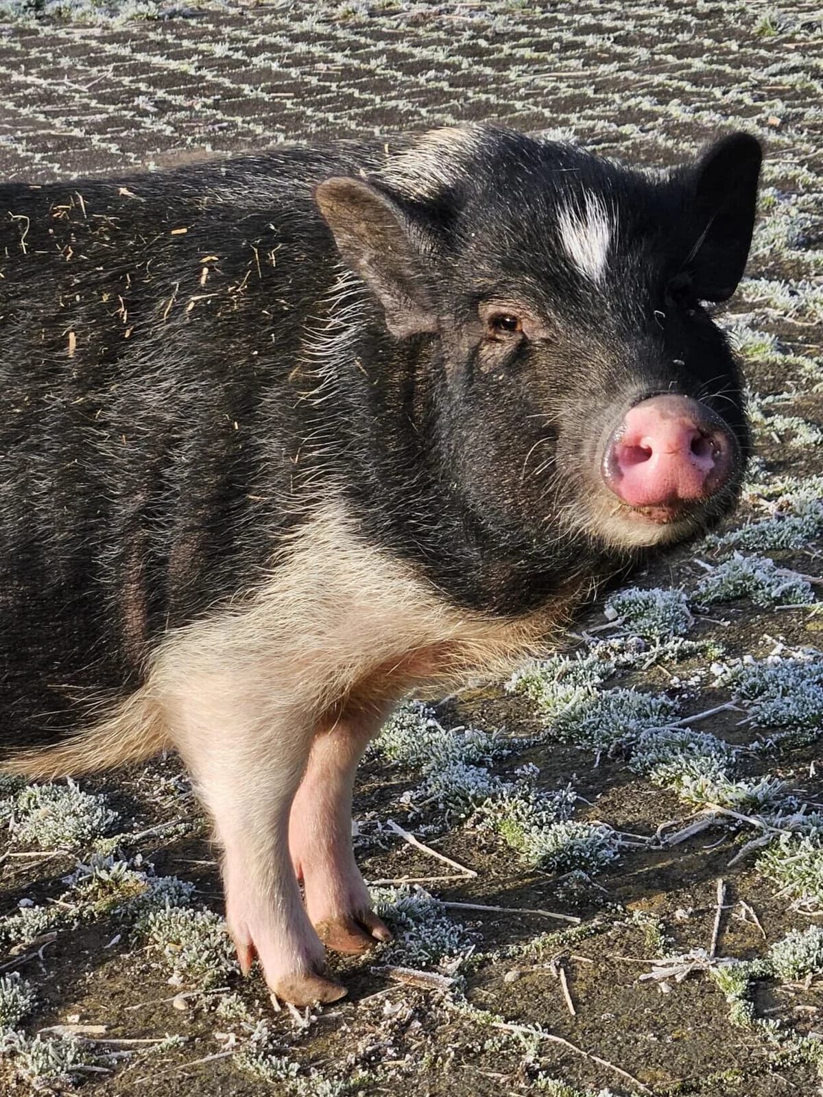 Wolfgang, male young mixed breed for adoption at Tierheim Montabaur, Montabaur