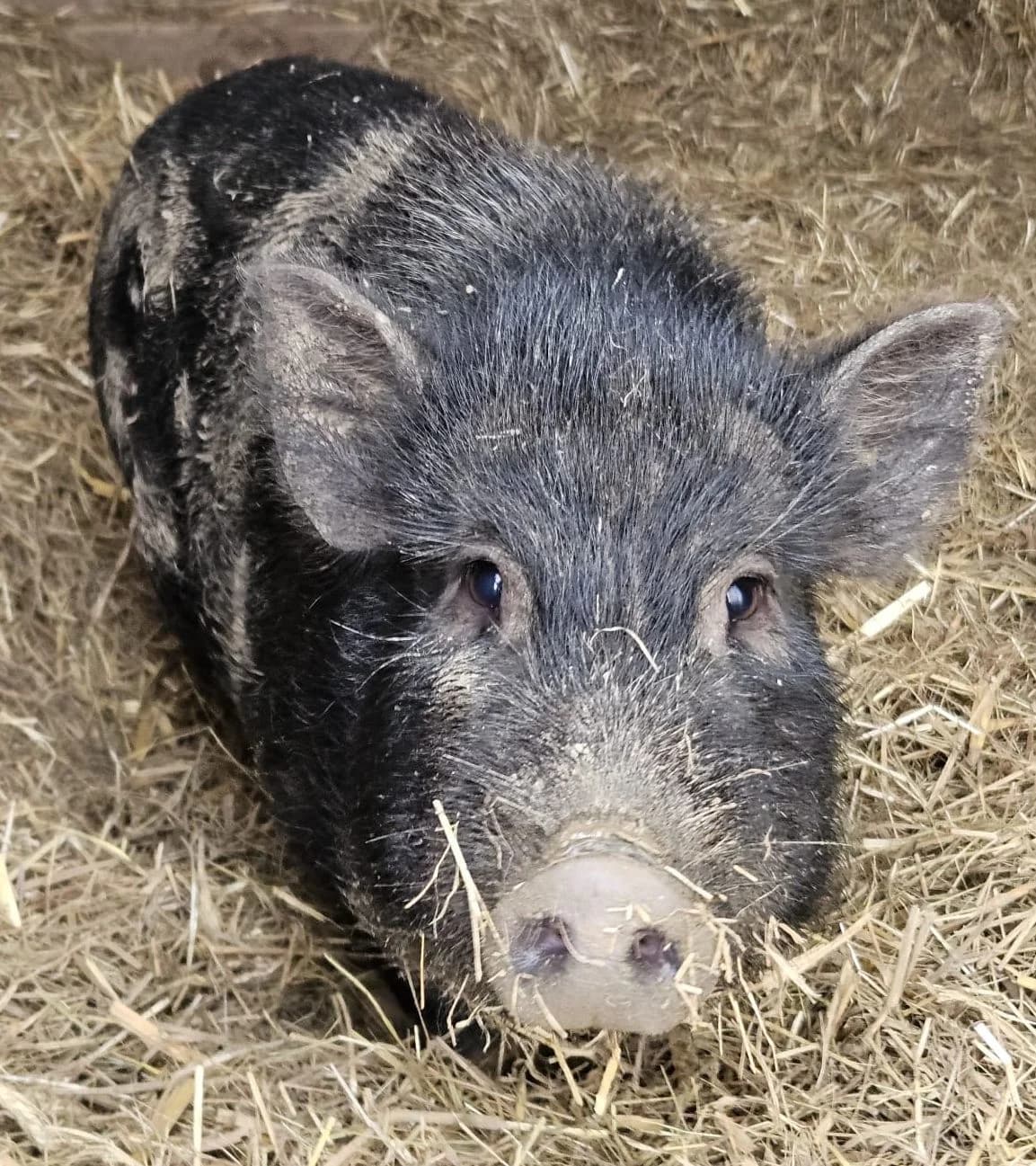 Rocky, male mixed breed for adoption at Tierheim Montabaur, Montabaur