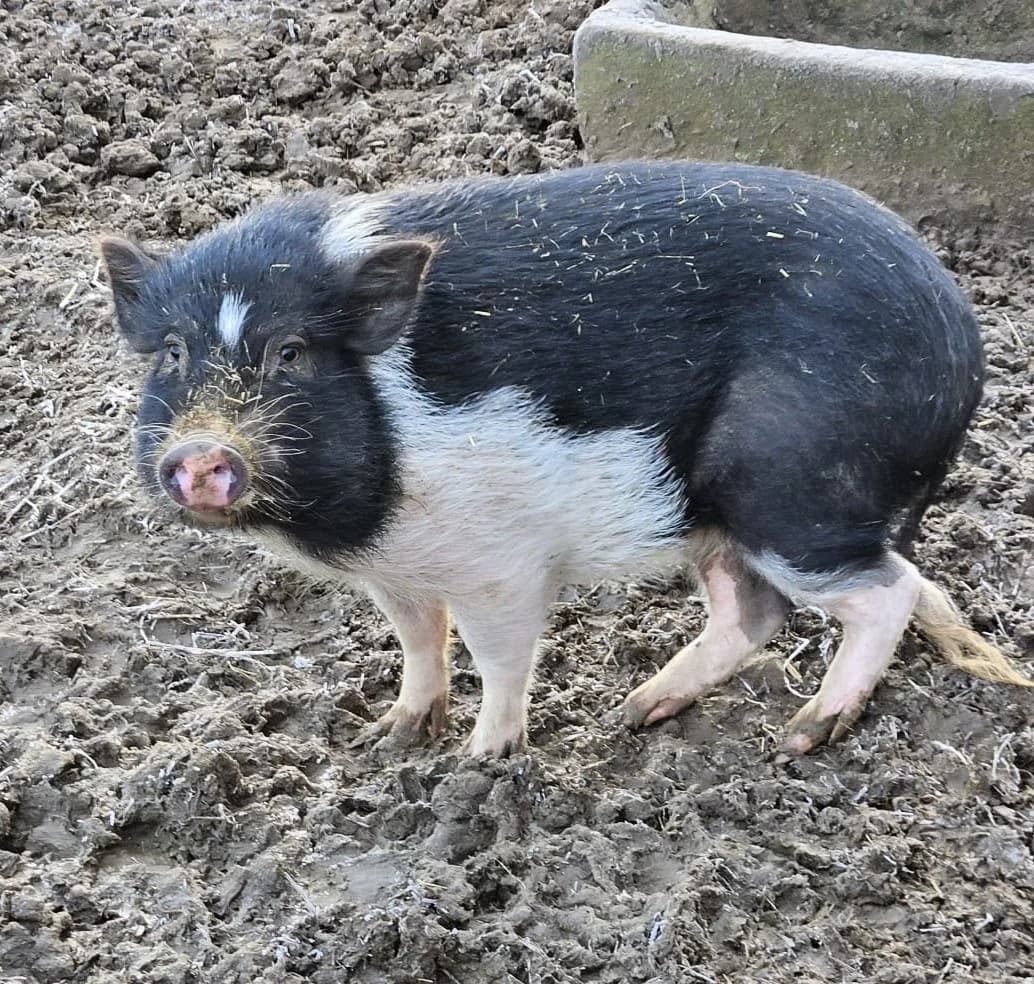 Hilde, female mixed breed for adoption at Tierheim Montabaur, Montabaur