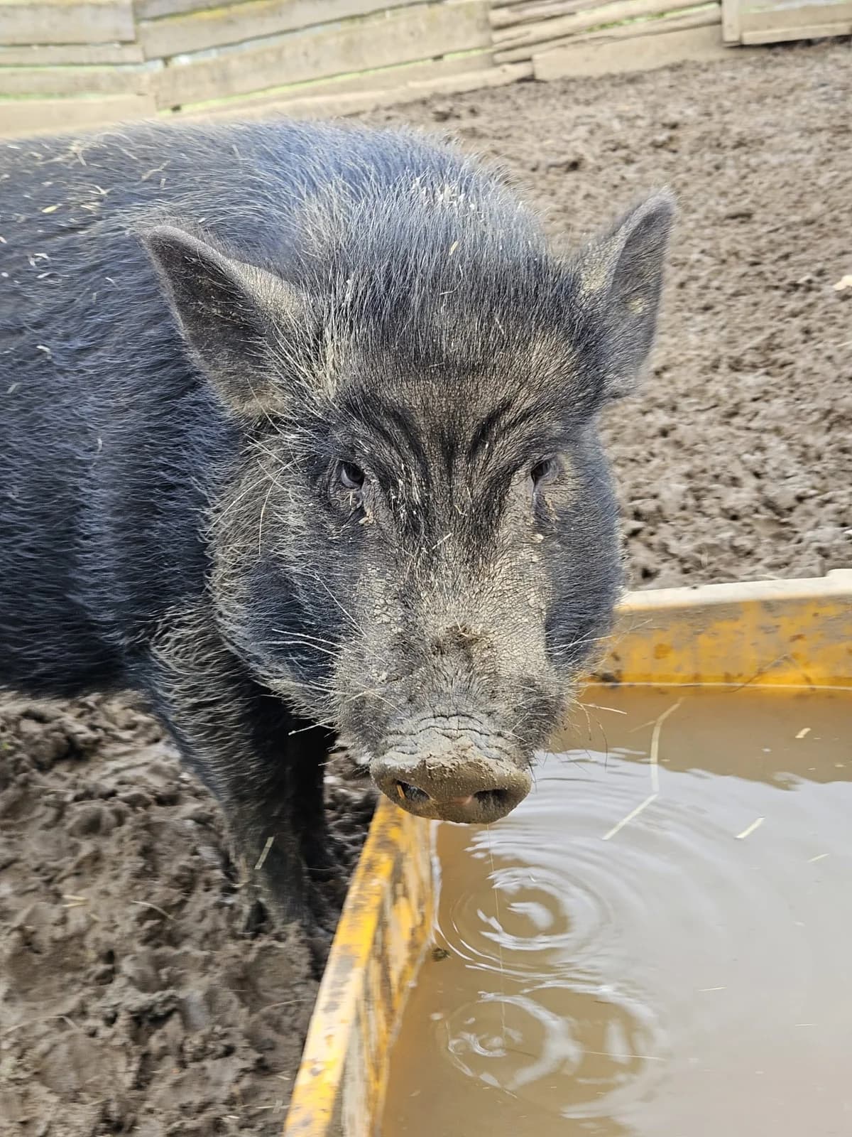 Frederick, male mixed breed for adoption at Tierheim Montabaur, Montabaur