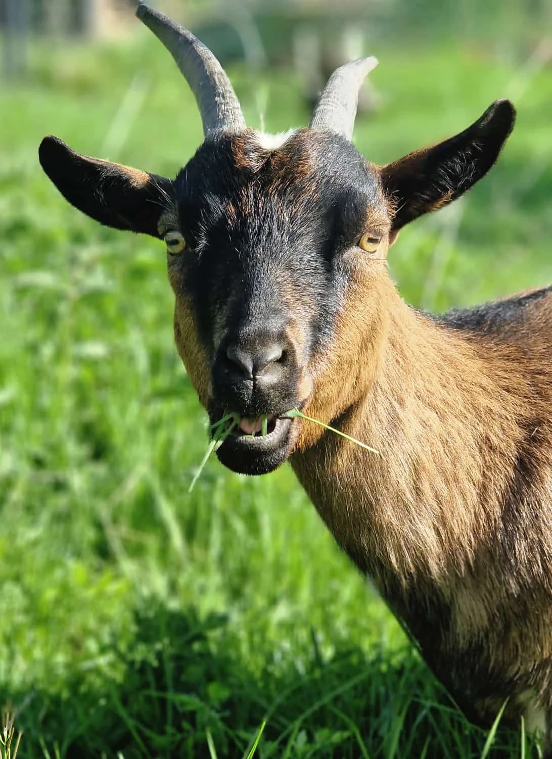 Bonnie, female mixed breed for adoption at Tierheim Montabaur, Montabaur