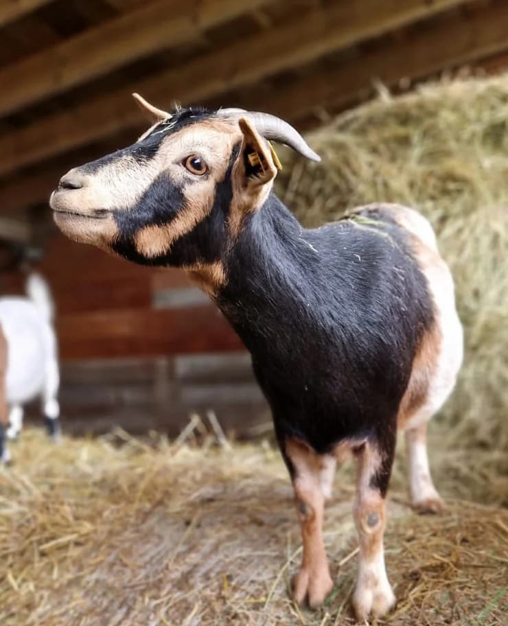 Peppa, female mixed breed for adoption at Tierheim Montabaur, Montabaur