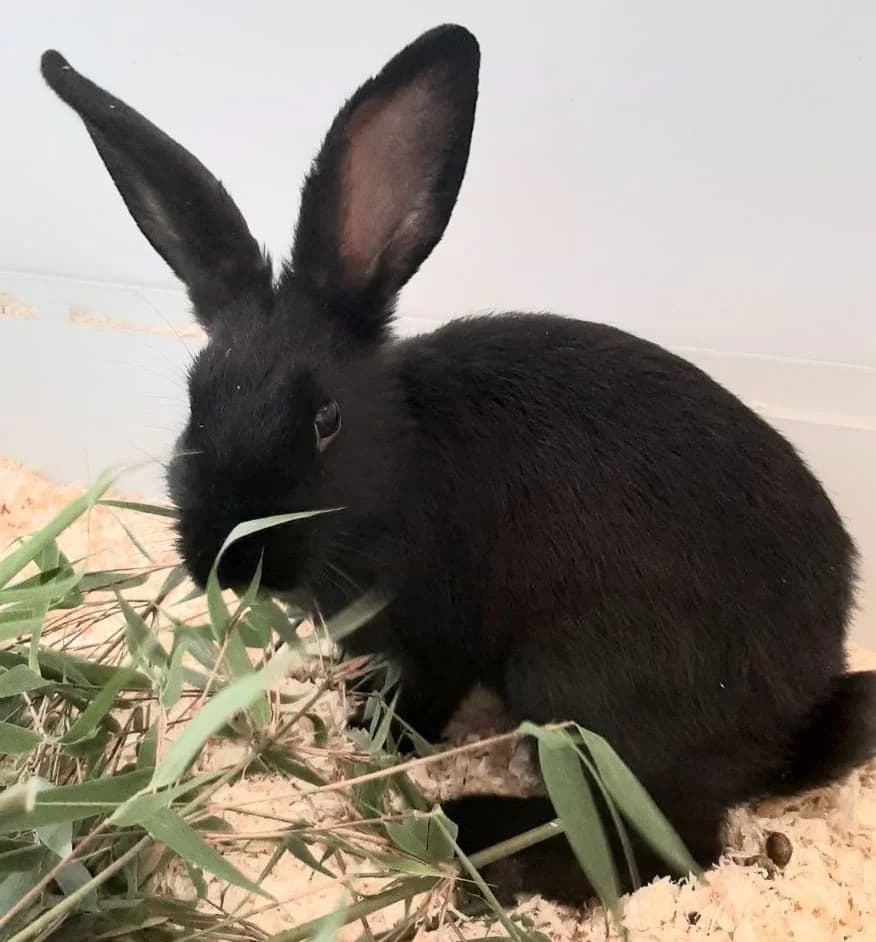 Pino, male young Mixed Breed for adoption at Tierheim Montabaur, Montabaur